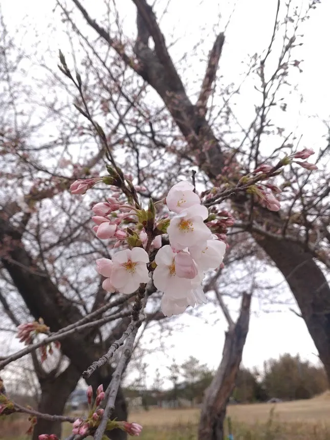 桜 開花宣言⁉